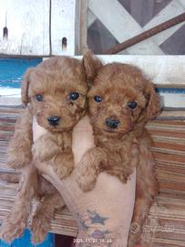 Barboncini toy e mini