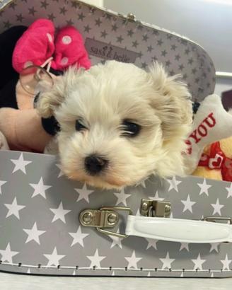 Cuccioli maltesi