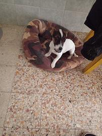 Vendita Jack russell