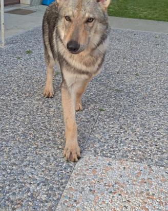 Cucciolo 4 mesi