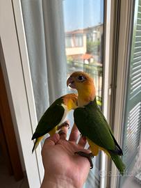 Caicco testa arancio