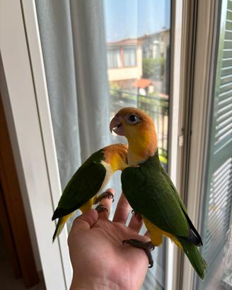Caicco testa arancio