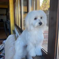 Maltese maschio con pedigree desidera femmina