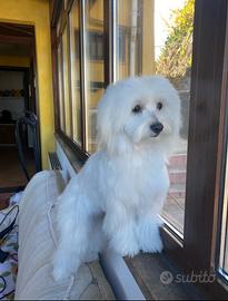 Maltese maschio con pedigree desidera femmina