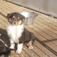 Cuccioli pastore scozzese