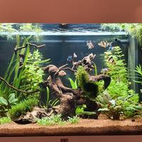 acquario juwel rio 125