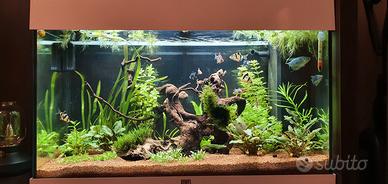 acquario juwel rio 125