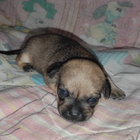 Femminuccia chihuahua