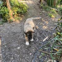 Cucciolo di Kangal (Cangal ) Pastore di Anatolia