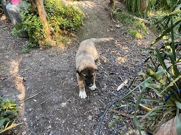 Cucciolo di Kangal (Cangal ) Pastore di Anatolia