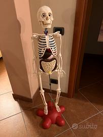 Scheletrino + enciclopedia