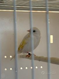 Cardellina
