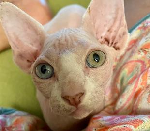 Cuccioli Sphynx