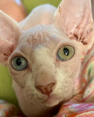 Cuccioli Sphynx