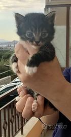 Gattini dolcissimi