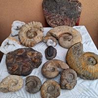 Fossili da collezione