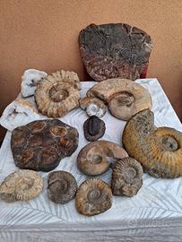 Fossili autentici