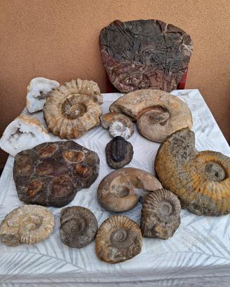 Fossili da collezione