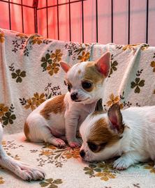 Chihuahua cuccioli