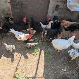 Galline, galli  pollastre e polli