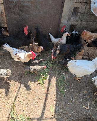Galline, galli  pollastre e polli