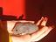 Immagine 5