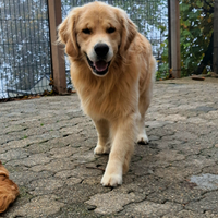 Golden retriever 100% americano monte