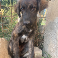 Cagnolino in adozione