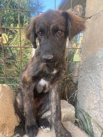 Cagnolino in adozione
