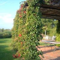 4 Piante parthenocissus 