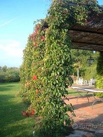 4 Piante parthenocissus 