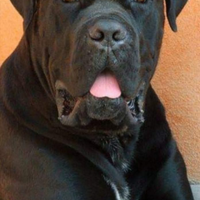 Cucciola di cane corso taglia grande