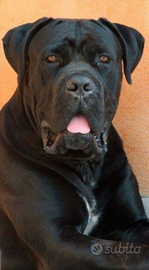Cucciola di cane corso taglia grande