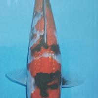 Carpe koi giapponesi