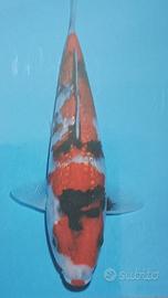 Carpe koi giapponesi