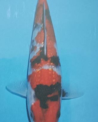Carpe koi giapponesi