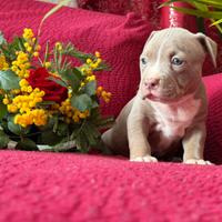 Pitbull ukc