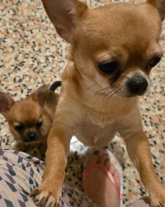 Chihuahua