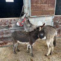 Asina sarda con puledro