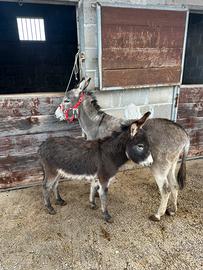 Asina sarda con puledro