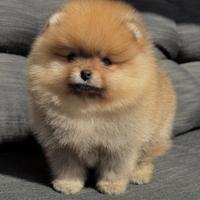 Cucciolo Spitz di Pomerania