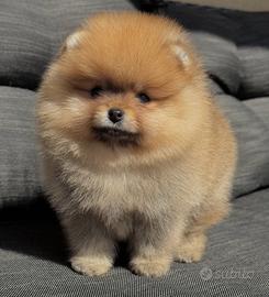 Cucciolo Spitz di Pomerania