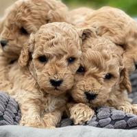 Barboncino albicocca Toy MASCHI 2 mesi