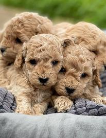 Barboncino albicocca Toy MASCHI 2 mesi