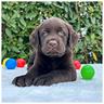 cuccioli-labrador-neri-e-cioccolato-pedigree-enci