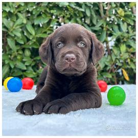 Cuccioli Labrador Neri e Cioccolato Pedigree ENCI