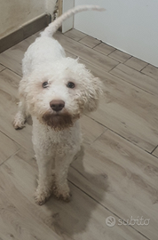 Lagotto romagnolo