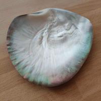 Conchiglia madreperla decorativa