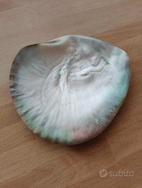 Conchiglia madreperla decorativa