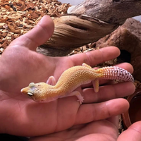 Geco leopardino